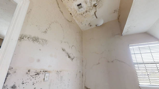 Mold Removal for HVAC Installations in Cornville, AZ
