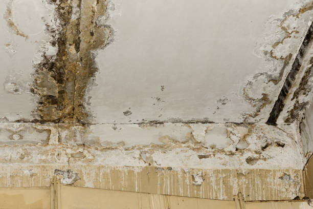 Dehumidification Services in Cornville, AZ
