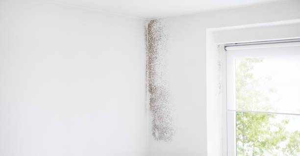 Best Emergency Mold Remediation  in Cornville, AZ
