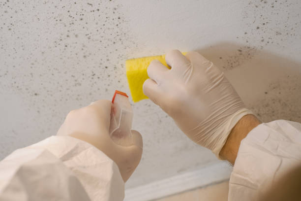 Best Attic Mold Removal  in Cornville, AZ