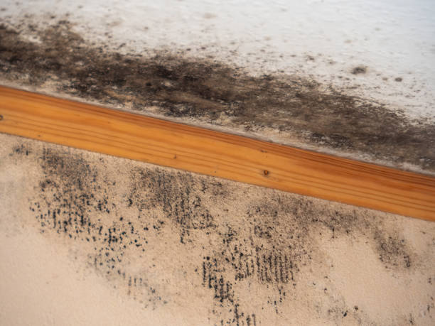 Best Air Quality Testing for Mold Spores  in Cornville, AZ