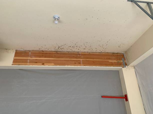 Best Environmental Consulting for Mold Prevention  in Cornville, AZ