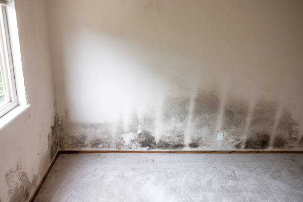 Best Mold Odor Removal Services  in Cornville, AZ