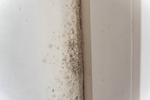 Best Basement Mold Removal  in Cornville, AZ
