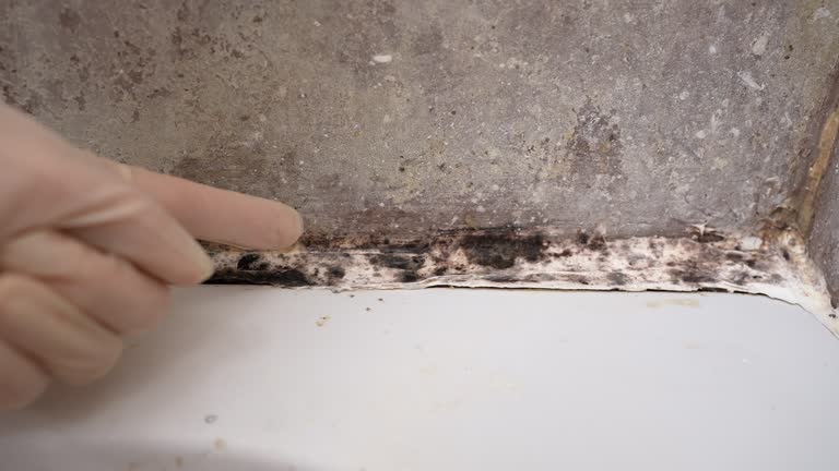 Best Dehumidification Services  in Cornville, AZ